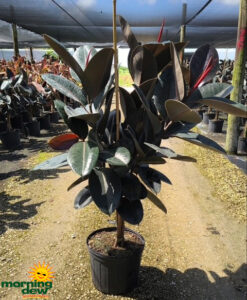 Ficus Elastica Burgundy Multi Standard 14 in
