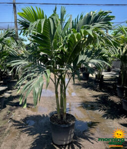 Palm Adonidia Multi 17 in