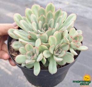 Succulents Echeveria Bord Rose 6 in