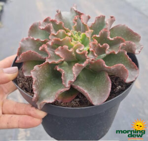 Succulents Echeveria Curly Red 6 in