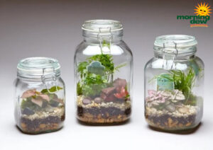 Terrarium Cannister Style Glass Jar