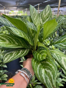 Aglaonema Stripes 6 in
