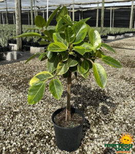 Ficus Altissima Golden Gem Standard 10 in