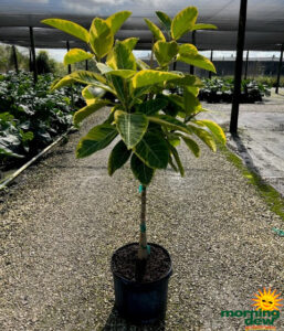 Ficus Altissima Golden Gem Standard 14 in