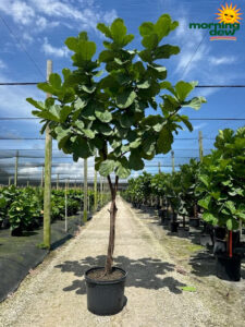 Ficus Lyrata (Pandurata) Multi Std 24 in