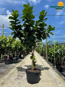 Ficus Lyrata (Pandurata) Multi Std 30 in