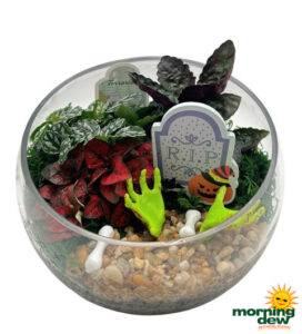 Terrarium Halloween 7 in