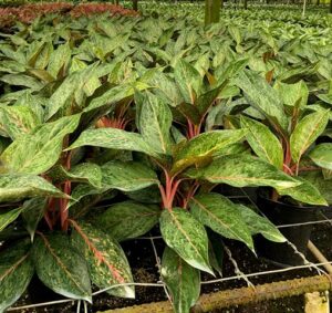 Aglaonema Amelia Lane 6 in