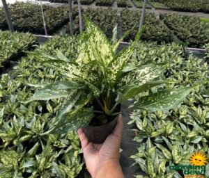 Aglaonema Osaka White 5 in