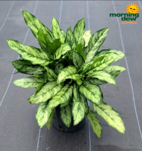 Aglaonema Primo 10 in