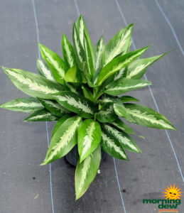 Aglaonema Stiletto 10 in