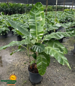 Banana Variegated 14 in