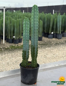 Cactus Cereus Jamacaru 10 in