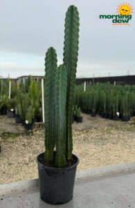 Cactus Cereus Jamacaru 14 in