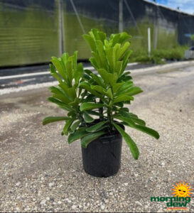 Cactus Euphorbia Drupifera 10 in