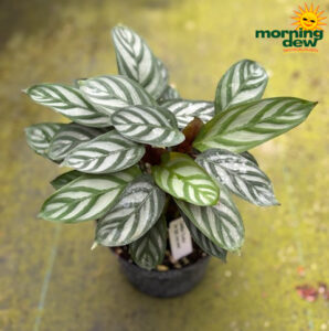 Calathea Exotica 6 in