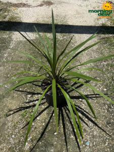 Dracaena Cordyline Sundance 10 in