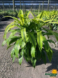 Dracaena Kristi 14 in