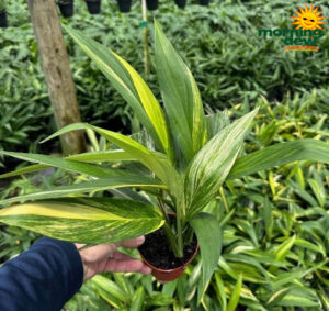 Epipremnum Amplissimum Variegated 4 in
