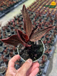 Flowering Jewel Orchid 4 in