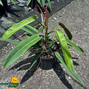 Philodendron Bicolor 10 in