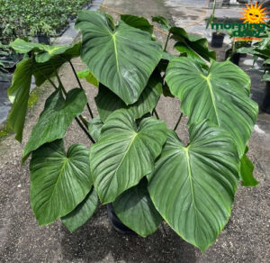 Philodendron Peltatum 14 in