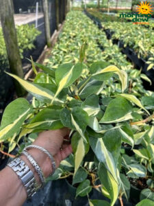 Philodendron Silver Stripe 6 in
