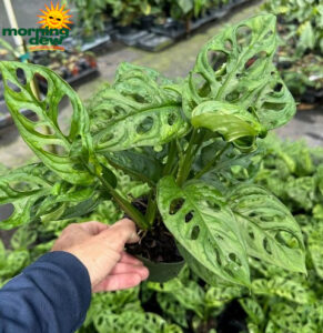 Philodendron Swiss Cheese 4 in