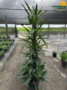 Totem Epipremnum Amplissimum 14 in
