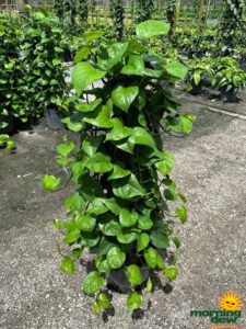 Totem Pothos Jade 10 in