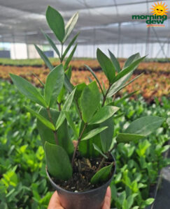 Zamioculcas Zamifolia 4 in