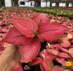 Aglaonema Geely Red 4 in