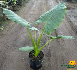 Alocasia Borneo King 10 in