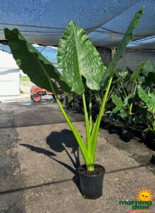 Alocasia Borneo King 14 in