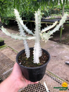 Cactus Euphorbia Lactea White Ghost 6 in