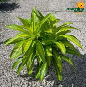 Dracaena Bronze Bay 10 in
