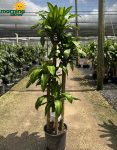 Dracaena Mass Cane 5432 14 in