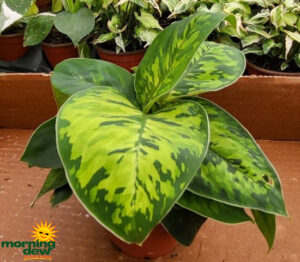 Homalomena Camouflage 4 in