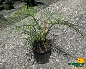 Philodendron Tortum 10 in