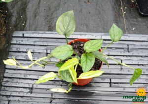 Pothos Cebu Blue Ghost 4 in