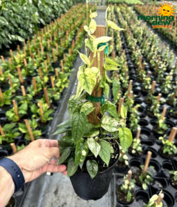 Totem Pothos Cebu Blue Ghost 6 in