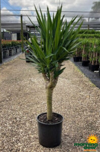 Yucca Cane Branched 12 in