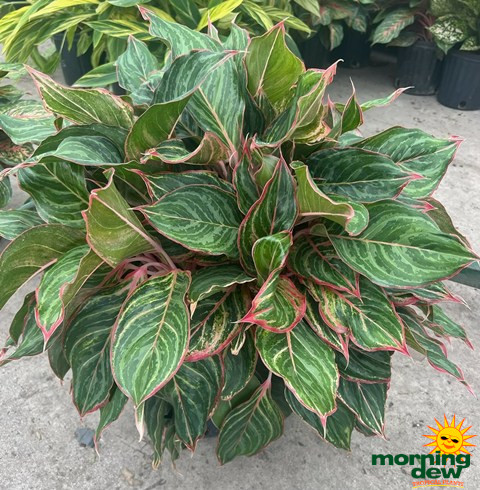 Aglaonema Moonstone Miles 10 in