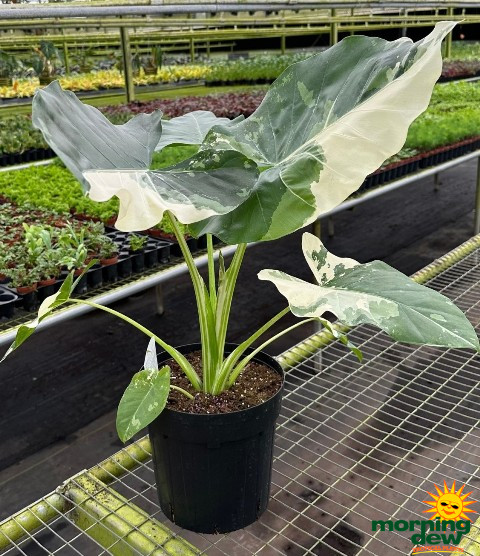 Alocasia Appaloosa Gold 8 in
