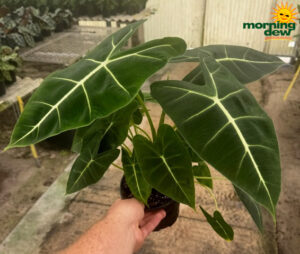 Alocasia Frydek 6 in