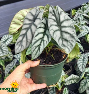 Alocasia Silver Dragon 6 in