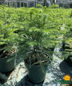 Araucaria Norfolk Island Pine 6 in