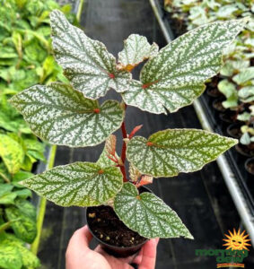 Begonia Snow Capped 4 in