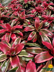 Bromeliad Neoregelia Serendipity 6 in