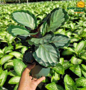 Calathea Northern Lights 6 in